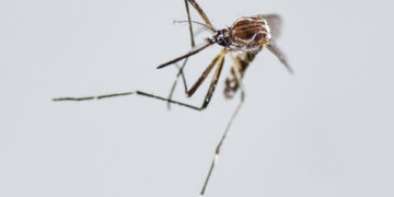 Vista de un zancudo Aedes Aegypti, principal vector para la transmisión de dengue y chikunguña,en una fotografía de archivo. EFE/Jeffrey Arguedas