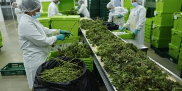 Fotografía de archivo de trabajadoras que procesan plantas de cannabis en Boyacá (Colombia). EFE/ Mauricio Dueñas Castañeda