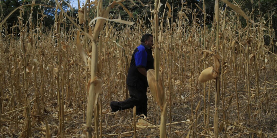 Un campesino camina por su parcela cultivada de maíz con efectos de una sequía, en una fotografía de archivo. EFE/Gustavo Amador
