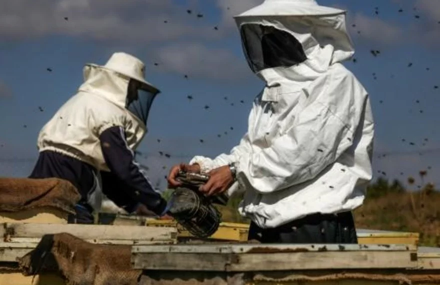La apicultora palestina Miassar (D) revisa sus colmenas en el norte de la Franja de Gaza, el 30 de abril de 2023 afp_tickers