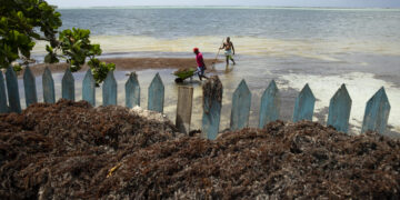 Hombres limpian hoy el sargazo que se acumula cerca al Club Náutico en Playa Andrés, Boca Chica (República Dominicana). EFE/Orlando Barría