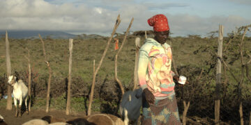 Fotografía cedida por la iniciativa para los Derechos y Recursos (RRI) donde aparece una pastora masai mientras lleva su ganado a pastar cerca de Maji Moto, en Narok, Kenia. EFE/Tony Wild/RRI