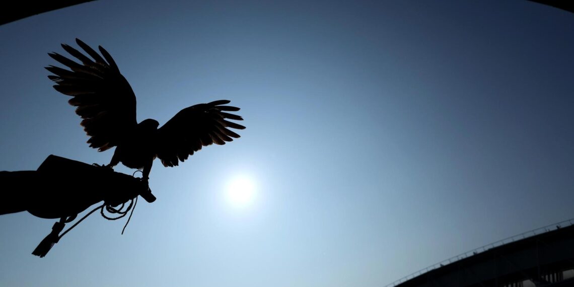 Imagen bajo el sol de Ruffus, el halcón encargado de disuadir a las palomas sobre las pistas de tenis de Wimbledon (Tenis, Reino Unido, Londres) EFE/EPA/NEIL HALL EDITORIAL USE ONLY