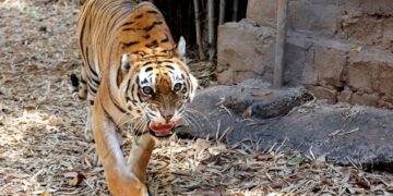 Fotografía de archivo de un tigre real de Bengala en el Parque Nacional Van Vihar en Bhopal, India. EFE/EPA/SANJEEV GUPTA