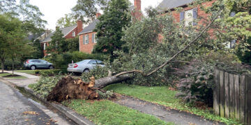 Registro general este sábado, 29 de julio, de árboles caídos por tormentas y fuertes vientos, en una zona residencial de Washington DC (EE.UU.). EFE/Beatriz Pascual