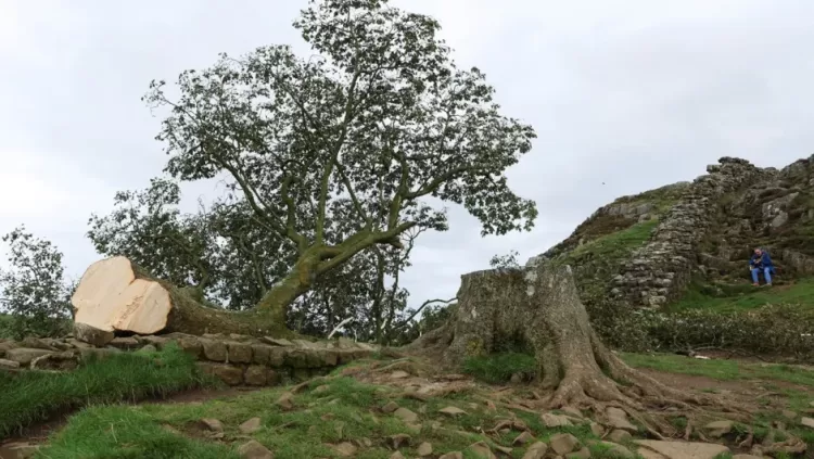 El famoso árbol de Sycamore Gap en el muro de Adriano fue talado. Crédito: Lee Smith/Reuters