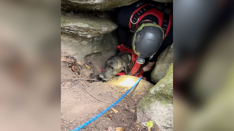El perro pasó tres días atrapado bajo tierra en la estrecha cueva antes de que los rescatadores pudieran llegar hasta él. (Crédito: Cuerpo de Bomberos Voluntarios de Waldens Creek)