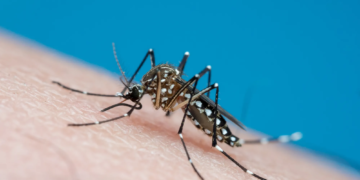 Mosquito Aedes aegypti, principal transmisor del dengue.JOAO PAULO BURINI/GETTY IMAGES