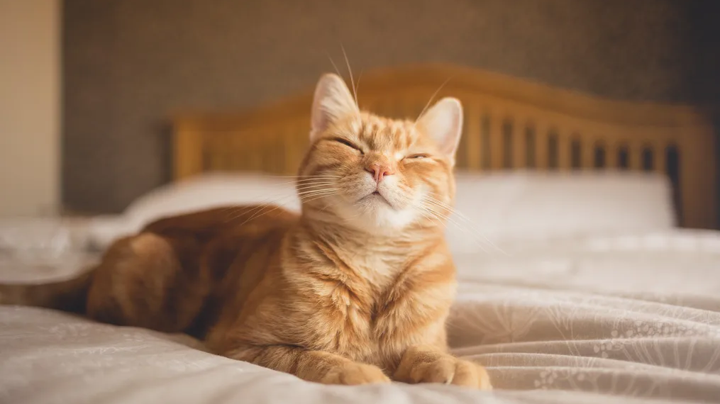 Los gatos que se sienten amistosos cierran los ojos y mueven sus orejas hacia delante. Crédito: Imagen de Chris Winsor/Moment RF/Getty Images