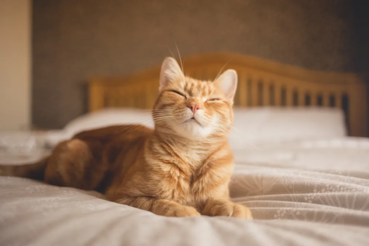 Los gatos que se sienten amistosos cierran los ojos y mueven sus orejas hacia delante. Crédito: Imagen de Chris Winsor/Moment RF/Getty Images