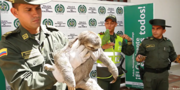 La Policía de Colombia cuenta con especialistas en la lucha contra el comercio de especies y animales silvestresImagen: Policía de Colombia