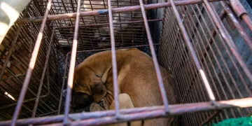 Se ven perros enjaulados en un camión durante una protesta de criadores de perros contra la decisión del gobierno. Anthony Wallace/AFP/Getty Images