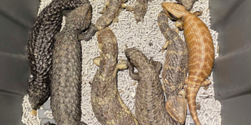 Algunas de las 257 lagartijas incautadas por la policía en Nueva Gales del Sur durante el transcurso de la investigación. (NSW Police)