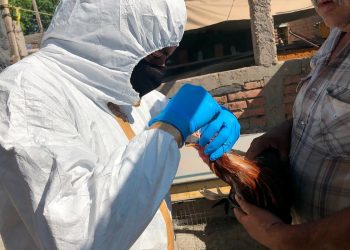 Confirman brote de influenza aviar en Michoacán. Foto de Senasica