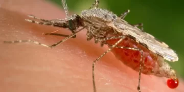 Mosquito de la malaria. Foto de CDC