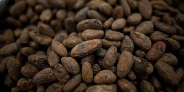 El cacao ayuda a reducir la presión arterial (REUTERS/Blair Gable)